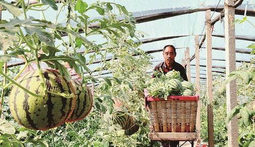 黄河滩飞吃瓜,夏日消暑新风尚