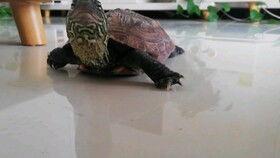 吃瓜污龟,揭秘网络热词背后的趣味与争议