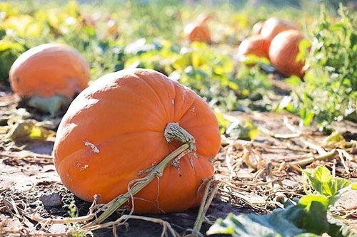 梦见自己吃方瓜