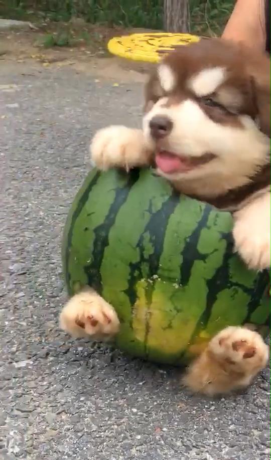 学狗吃瓜,揭秘宠物界的趣味食趣