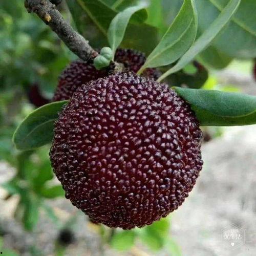 溜溜梅吃大瓜,酸甜滋味，尽享夏日清凉