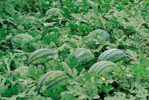 晚霞吃瓜视频大全,吃瓜视频大全精彩回顾