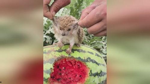 吃瓜的小刺猬,趣味横生的美食探索之旅