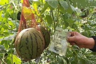 雨橙吃瓜,揭秘娱乐圈的甜蜜与苦涩