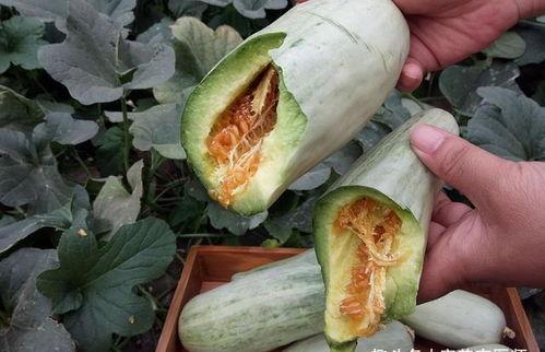 面瓜需要削皮吃吗