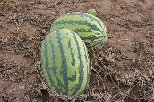 小佩吃瓜,揭秘娱乐圈幕后故事