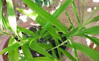 兰瓜叶子头怎么吃